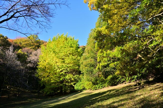 飯山白山森林公園の紅葉の写真