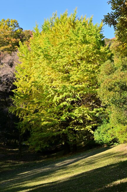 飯山白山森林公園の紅葉の写真