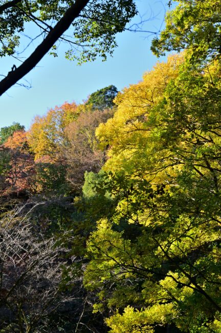 飯山白山森林公園の紅葉の写真