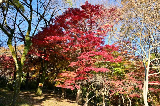 飯山白山森林公園の紅葉の写真