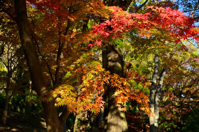 飯山白山森林公園の紅葉の写真