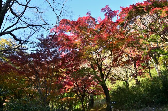 飯山白山森林公園の紅葉の写真