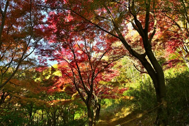 飯山白山森林公園の紅葉の写真