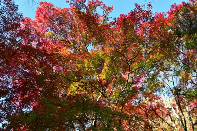 飯山白山森林公園の紅葉の写真