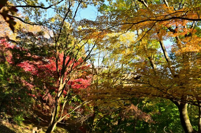 飯山白山森林公園の紅葉の写真