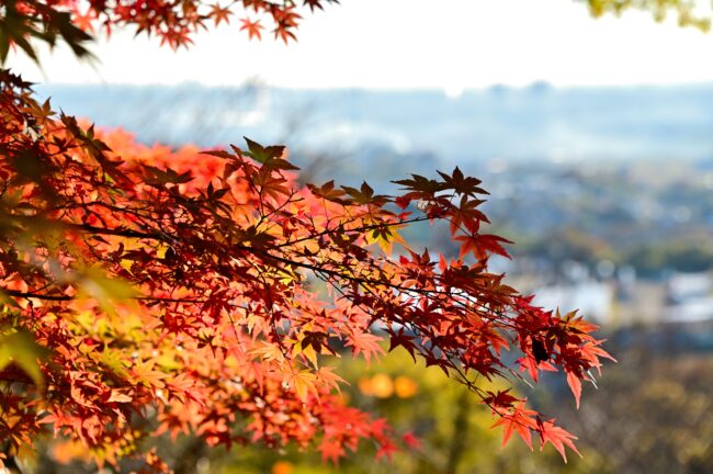 飯山白山森林公園の紅葉の写真