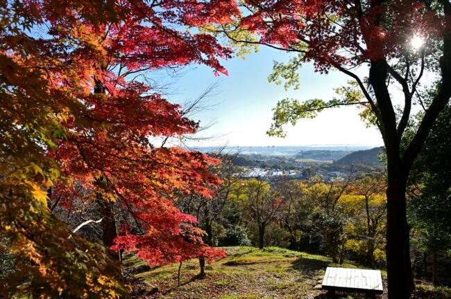 飯山白山森林公園の紅葉の写真