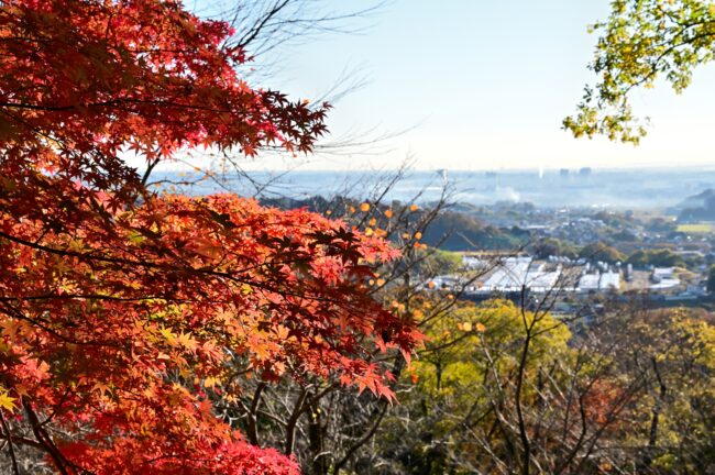 飯山白山森林公園の紅葉の写真