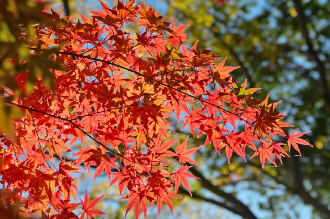 飯山白山森林公園の紅葉の写真