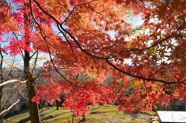 飯山白山森林公園の紅葉の写真