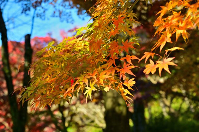 飯山白山森林公園の紅葉の写真