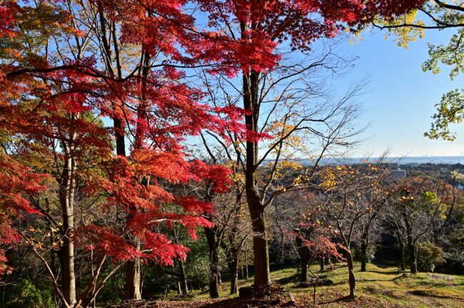 飯山白山森林公園の紅葉の写真