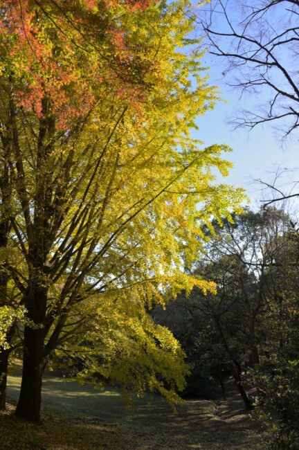 飯山白山森林公園の紅葉の写真