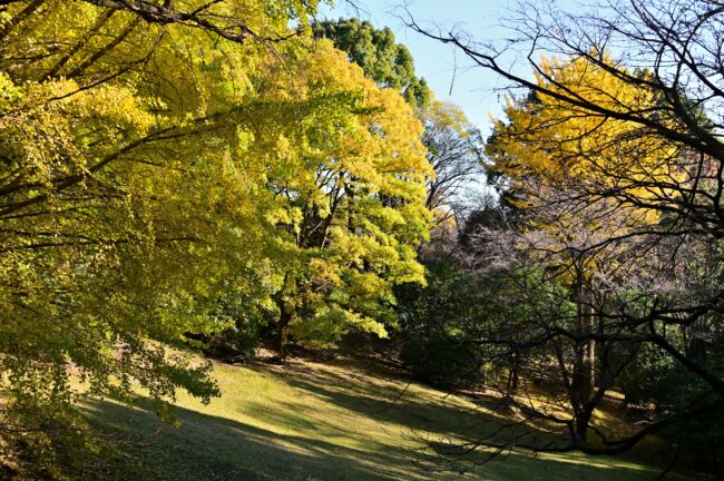 飯山白山森林公園の紅葉の写真