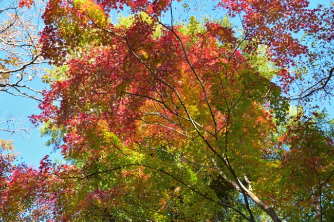 飯山白山森林公園の紅葉の写真