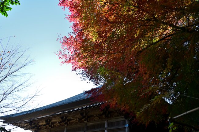 飯山観音長谷寺の紅葉の写真