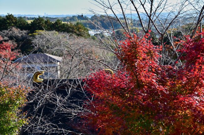 飯山観音長谷寺の紅葉の写真