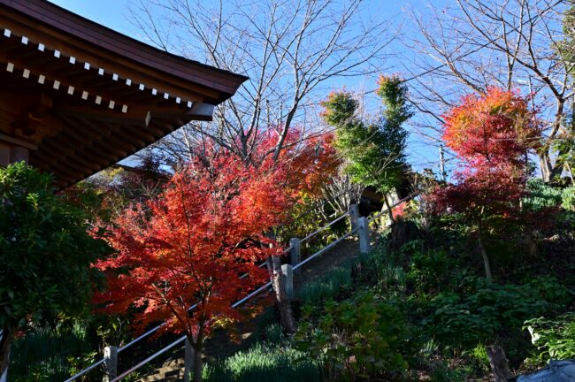 飯山観音長谷寺の紅葉の写真