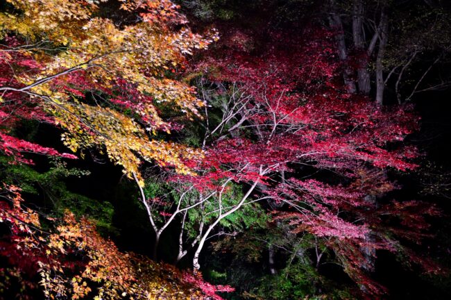 飯山観音長谷寺のライトアップの写真