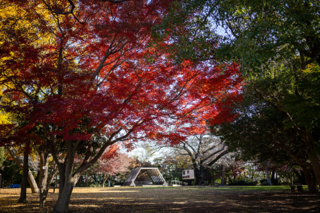 ぼうさいの丘公園の紅葉の写真