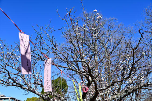 若宮公園のウメの写真