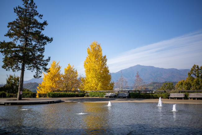 ぼうさいの丘公園の紅葉の写真