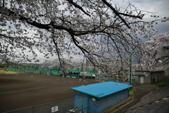 厚木野球場のサクラの写真