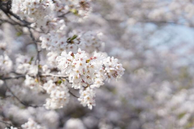 岩田山公園の桜の写真