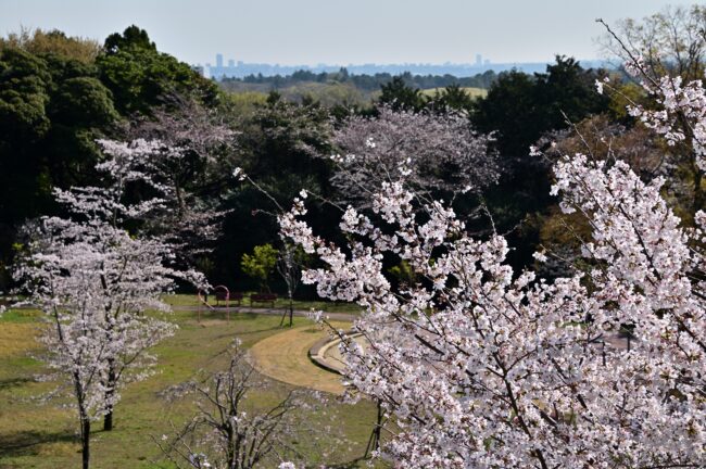 飯山白山森林公園桜の広場の桜の写真