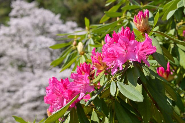 県立七沢森林公園さくらの園のシャクナゲの写真