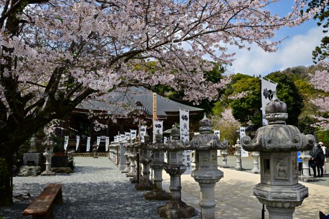 飯山観音長谷寺の桜の写真