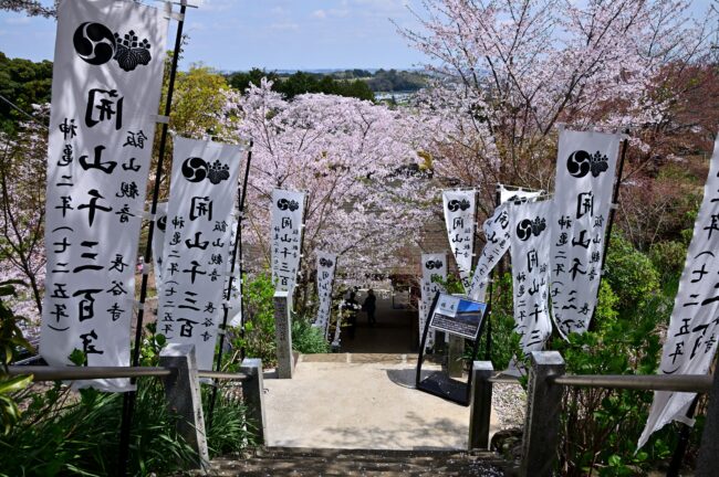飯山観音長谷寺の桜の写真