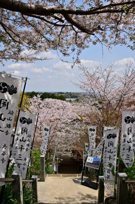 飯山観音長谷寺の桜の写真