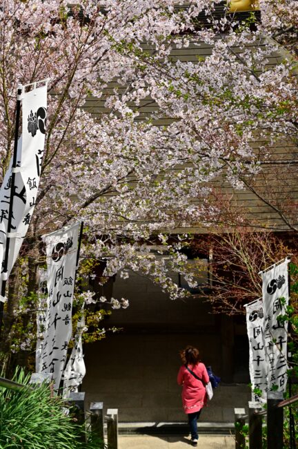 飯山観音長谷寺の桜の写真