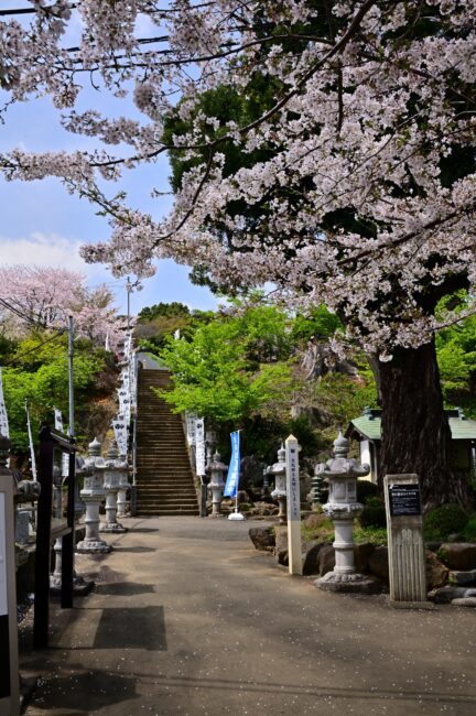 飯山観音長谷寺の桜の写真