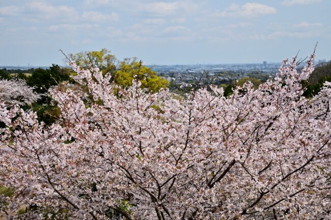 飯山観音長谷寺の桜の写真