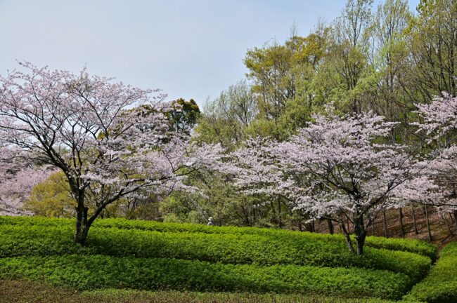 あつぎつつじの丘公園のサクラの写真