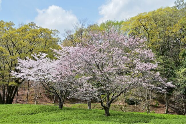 あつぎつつじの丘公園のサクラの写真