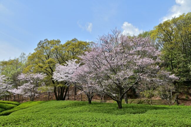 あつぎつつじの丘公園のサクラの写真