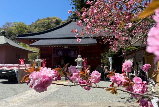 七沢観音寺のヤエザクラの写真