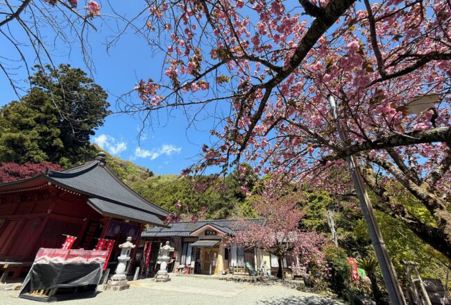 七沢観音寺のヤエザクラの写真