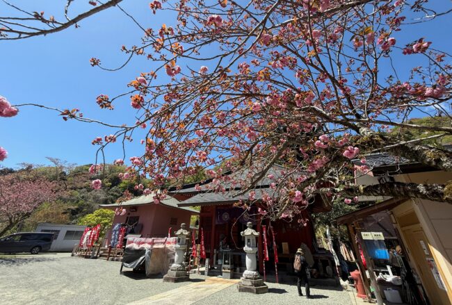 七沢観音寺のヤエザクラの写真
