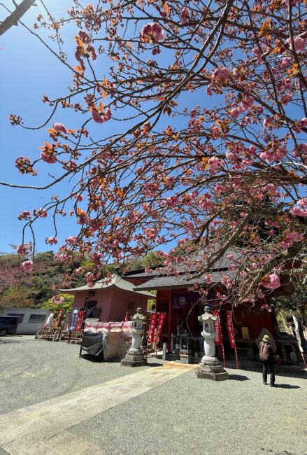七沢観音寺のヤエザクラの写真