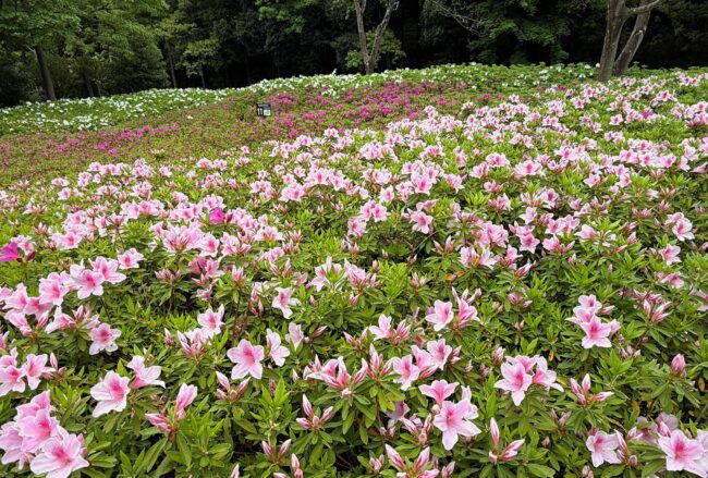 あつぎつつじの丘公園のツツジの写真