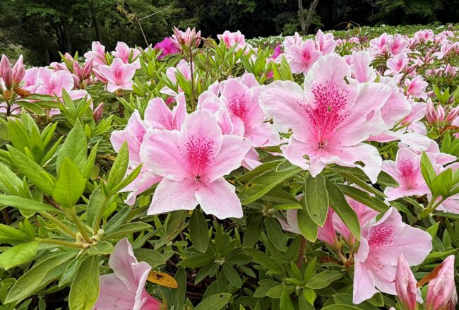 あつぎつつじの丘公園のツツジの写真
