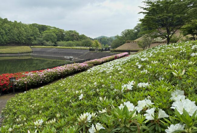 あつぎつつじの丘公園のツツジの写真