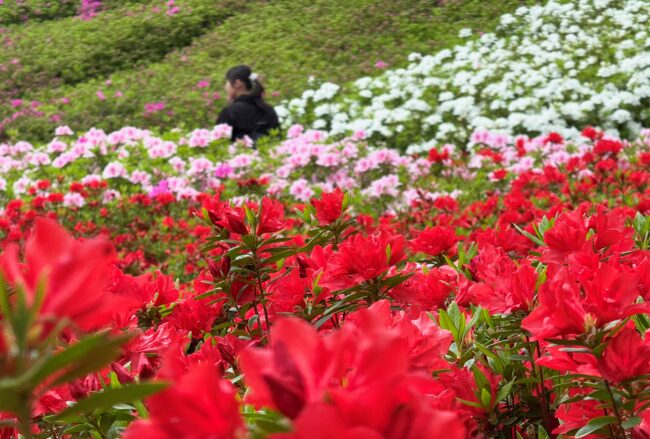 あつぎつつじの丘公園のツツジの写真