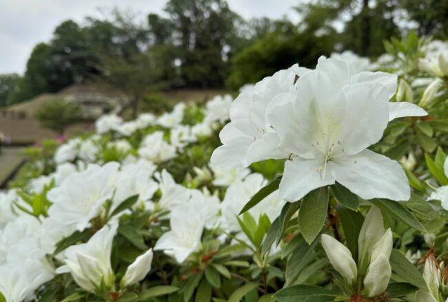 あつぎつつじの丘公園のツツジの写真