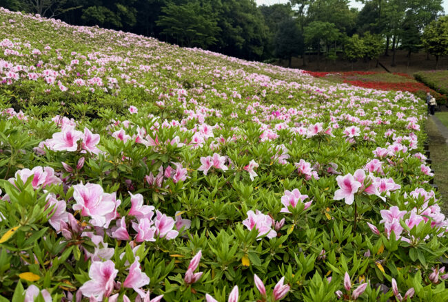 あつぎつつじの丘公園のツツジの写真