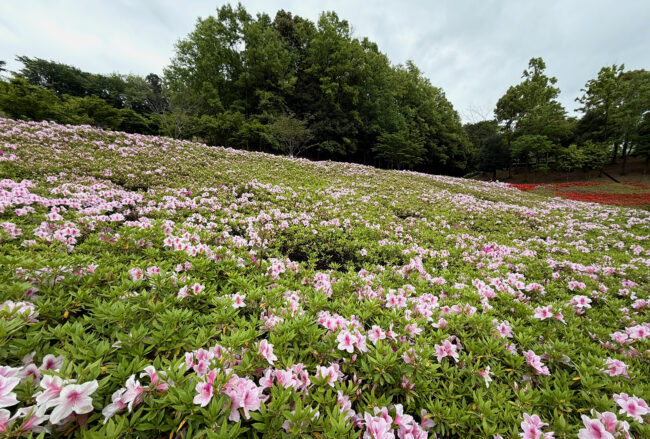あつぎつつじの丘公園のツツジの写真